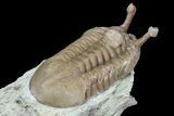 Asaphus Kowalewskii Trilobite With Brachiopod - Russia #89999-2
